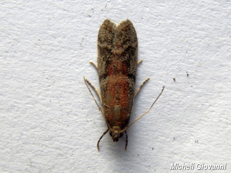 Cfr. Ephestia unicolorella,  Pyralidae